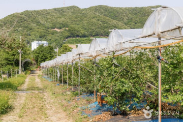 욜로캠프 여행 추천 - 메고지고