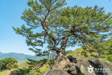 악양대봉감 정보화마을 여행 추천 - 메고지고