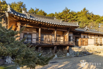 안동 주하리 뚝향나무 여행 추천 - 메고지고