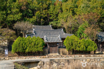도리마을은행나무숲 여행 추천 - 메고지고