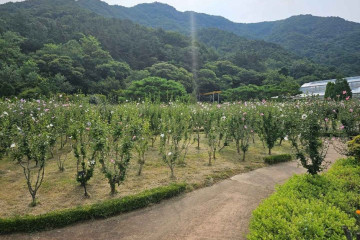 고산무궁화오토캠핑장 여행 추천 - 메고지고