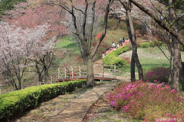 삼척장미공원 여행 추천 - 메고지고