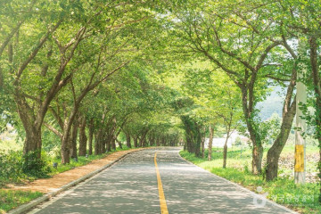 울주 구량리 은행나무 여행 추천 - 메고지고