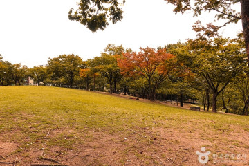대구 평화시장 닭똥집 골목 여행 추천 - 메고지고