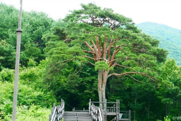뱀사골 와운마을 여행 추천 - 메고지고