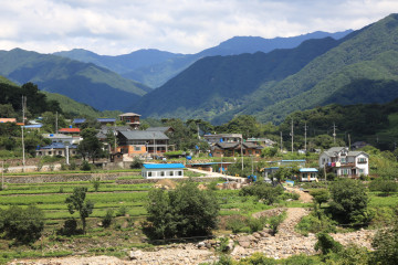 정금차밭 여행 추천 - 메고지고