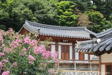 청송 신기리 느티나무 여행 추천 - 메고지고