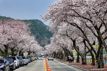 삼척 맹방 유채밭 여행 추천 - 메고지고