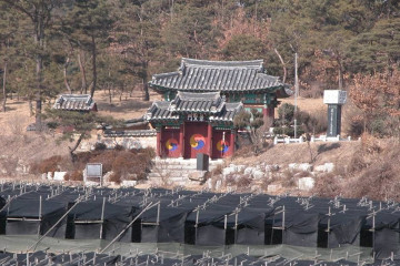 원주 반계리 은행나무 여행 추천 - 메고지고