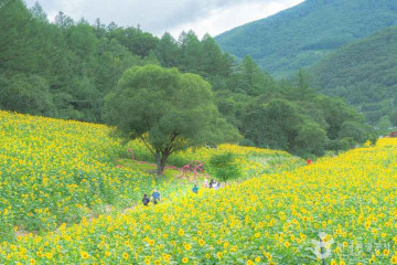 매봉산풍력발전단지(바람의 언덕) 여행 추천 - 메고지고