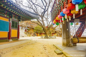 강화 버팔로 캠팜 여행 추천 - 메고지고