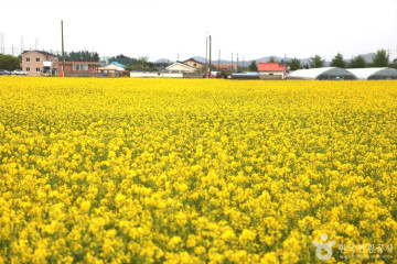 삼척 맹방 유채밭 여행 추천 - 메고지고