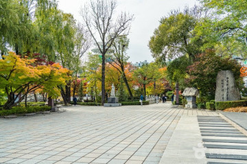 금대봉야생화 군락지 여행 추천 - 메고지고