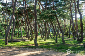 청송 신기리 느티나무 여행 추천 - 메고지고