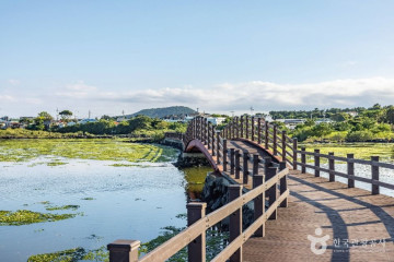 짱구네유채꽃밭 여행 추천 - 메고지고
