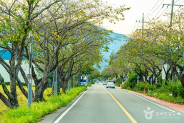 광양 매화마을 여행 추천 - 메고지고