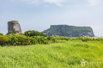 일출봉유채밭 여행 추천 - 메고지고