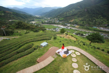 정금차밭 여행 추천 - 메고지고