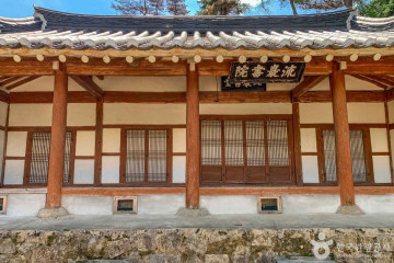 안동 주하리 뚝향나무 여행 추천 - 메고지고