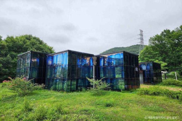 세종 임난수 은행나무 여행 추천 - 메고지고