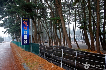 남면 벚꽃길 여행 추천 - 메고지고
