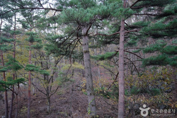 [강릉 바우길 3구간] 어명을 받은 소나무길 여행 추천 - 메고지고