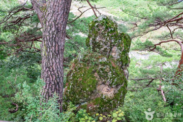 금강송 캠핑장 여행 추천 - 메고지고