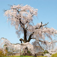 KimonBerlin / https://commons.wikimedia.org/wiki/File:Maruyama_Park_(3515276427).jpg / Usage: Commercial reuse allowed subject to attribution/share-alike requirements; verify downloaded file matches this metadata