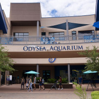 Richard N Horne · Wikimedia Commons · CC BY-SA 4.0 / https://commons.wikimedia.org/wiki/File:OdySea_Aquarium_Scottsdale_Arizona.jpg / Usage: 저작자·CC 라이선스는 개별 Commons 파일에서 확인. 촬영사진 저작권 외 장소·미술품·인물·시설 자체의 별도 권리는 미확정. 실제 파일 다운로드·디코딩·픽셀 육안 확인·운영 사이트 첨부는 수행하지 않았음. 수족관 시설 내부의 별도 촬영·상업 게시 조건 및 전시 콘텐츠 권리 추가 확인 권장.