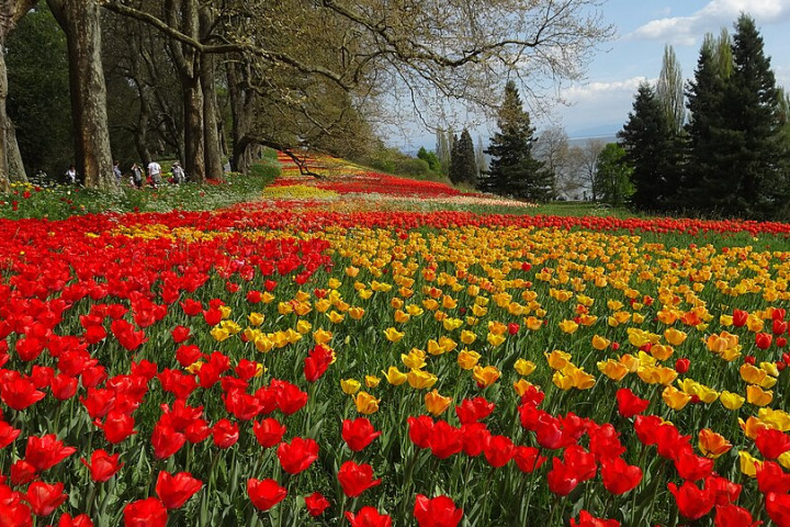 마이나우섬 (Insel Mainau)
