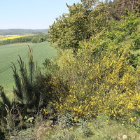 Dguendel · Wikimedia Commons · CC BY 3.0 / https://commons.wikimedia.org/wiki/File:Blankenburg%20%28Harz%29%2C%20Teufelsmauer%2C%20Besenginster.jpg / Rights: Wikimedia Commons 개별 파일 페이지 저작자·라이선스 확인(2026-10-15): https://commons.wikimedia.org/wiki/File:Blankenburg%20%28Harz%29%2C%20Teufelsmauer%2C%20Besenginster.jpg / Usage: 원본 Commons 파일 페이지·저작자·정확한 라이선스 링크를 노출. 리사이즈·편집 시 변경사항 표기. 사진 CC 허가는 사유시설 촬영규정, 인물 초상권, 현대 예술작품 등의 별도 권리를 자동으로 보장하지 않음.