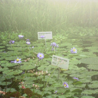 Botanická zahrada Liberec (01).jpg — ŠJů / Wikimedia Commons / CC BY-SA 2.5 / https://commons.wikimedia.org/wiki/File:Botanick%C3%A1_zahrada_Liberec_(01).jpg / Usage: 식물원 시설 내 상업사진·삼각대·플래시 촬영의 별도 규정 확인. Commons 사진 자체의 CC 사용권과 시설 권리 구분. CC BY 계열은 원저작자 출처·라이선스 링크, 변경 여부를 표기하고 BY-SA 재가공물에는 동일조건배포 준수.