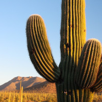 Joe Parks · Wikimedia Commons · CC BY 2.0 / https://commons.wikimedia.org/wiki/File:Saguaro_-_Flickr_-_Joe_Parks.jpg / Usage: 개별 Commons File 페이지에서 실제 장소·저작자·라이선스 표기를 조사한 메타데이터. 저작자 표시·링크 및 동일조건변경허락 등 원본 라이선스 요건 준수. 사진 파일 다운로드/이미지 디코딩/서버 등록은 별도로 미검증.