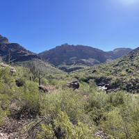 Blervis / Wikimedia Commons / CC0 1.0 / https://commons.wikimedia.org/wiki/File:Alamo%20Canyon%20Organ%20Pipe%20Cactus%20NM.jpg / Usage: 개별 Commons File 페이지에서 저작자·라이선스 확인. 상업 이용 시 저작자·원본 페이지·라이선스·변경 여부 표시. CC BY-SA 이용 시 동일조건변경허락 준수. 이미지 바이너리 다운로드 및 서버 첨부는 수행하지 않음.