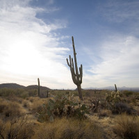 Aaron Jacobs / Wikimedia Commons / CC BY-SA 2.0 / https://commons.wikimedia.org/wiki/File:Desert%20Scene%20(107735284).jpg / Usage: 개별 Commons File 페이지에서 저작자·라이선스 확인. 상업 이용 시 저작자·원본 페이지·라이선스·변경 여부 표시. CC BY-SA 이용 시 동일조건변경허락 준수. 이미지 바이너리 다운로드 및 서버 첨부는 수행하지 않음.