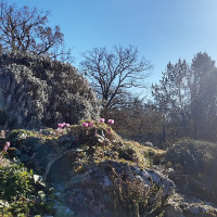 Gerda Arendt / Wikimedia Commons / CC BY-SA 4.0 / https://commons.wikimedia.org/wiki/File:Alpine_garden%2C_Munich_Botanical_Garden.jpg / Usage: Commons 개별 파일 페이지에서 저작자 및 라이선스를 확인. 바이너리 HTTP 응답·이미지 디코딩 미검증. 2차 가공 시 CC BY-SA 고지 및 동일조건변경허락 주의.