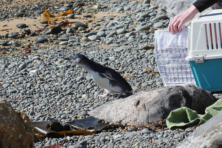 오아마루 쇠푸른펭귄 서식지 (Ōamaru Blue Penguin Colony)