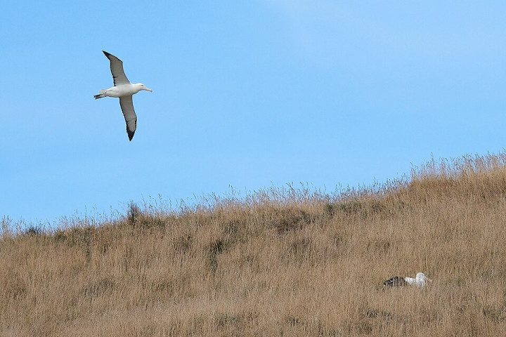 로열 앨버트로스 센터·푸케쿠라 (Royal Albatross Centre / Pukekura)