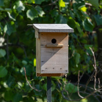 Crisco 1492 / Wikimedia Commons / CC BY-SA 4.0 / https://commons.wikimedia.org/wiki/File:Bird_house%2C_Rondeau_Provincial_Park%2C_Ontario%2C_2025-07-06.jpg / Rights: https://commons.wikimedia.org/wiki/File:Bird_house%2C_Rondeau_Provincial_Park%2C_Ontario%2C_2025-07-06.jpg / Usage: 원본 Commons 파일 페이지·저작자·라이선스 명시. 편집 시 수정 여부 표시; CC BY-SA 이미지 파생물 공유조건 준수. 원본 파일 HTTP·바이너리 실검증은 미실시.