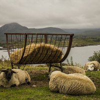 Dieglop · Wikimedia Commons · CC BY-SA 4.0 / https://commons.wikimedia.org/wiki/File:Connemara_National_Park_006.jpg / Rights: https://commons.wikimedia.org/wiki/File:Connemara_National_Park_006.jpg / Usage: 상업적 이용 허용(CC 조건 준수). 저작자·파일 원본·라이선스 링크 표시, 수정 여부 표시, BY-SA는 해당 조건 적용. Commons 파일 메타데이터 기준이며 실제 원본 다운로드·권리변경·부가권리 확인은 등록 전에 필요.