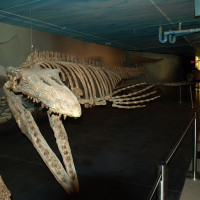 Shahnoor Habib Munmun / Wikimedia Commons / CC BY 3.0 / https://commons.wikimedia.org/wiki/File:Bruce_in_Canadian_Fossil_Discovery_Centre_Morden_Manitoba_Canada.JPG / Rights: https://commons.wikimedia.org/wiki/File:Bruce_in_Canadian_Fossil_Discovery_Centre_Morden_Manitoba_Canada.JPG / Usage: Commons 실제 파일 페이지의 저작자·재사용 라이선스를 기준으로 선별. 원본 링크·라이선스·저작자 및 편집 여부 표시. BY-SA의 경우 2차적 저작물 공유 조건 준수. 사진 원본 바이너리·HTTP 응답 검사는 미실시. 실내 전시물 등 제3자 권리는 추가 확인 필요.