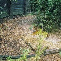 Sleeps-Darkly / Wikimedia Commons / CC BY-SA 4.0 / https://commons.wikimedia.org/wiki/File:Hamilton_Zoo,_Tiger,_2023-02-24.jpg