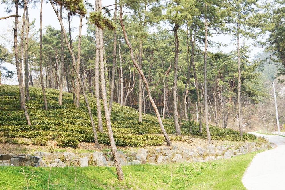 최북단 차나무 군락지 여행 추천 - 메고지고