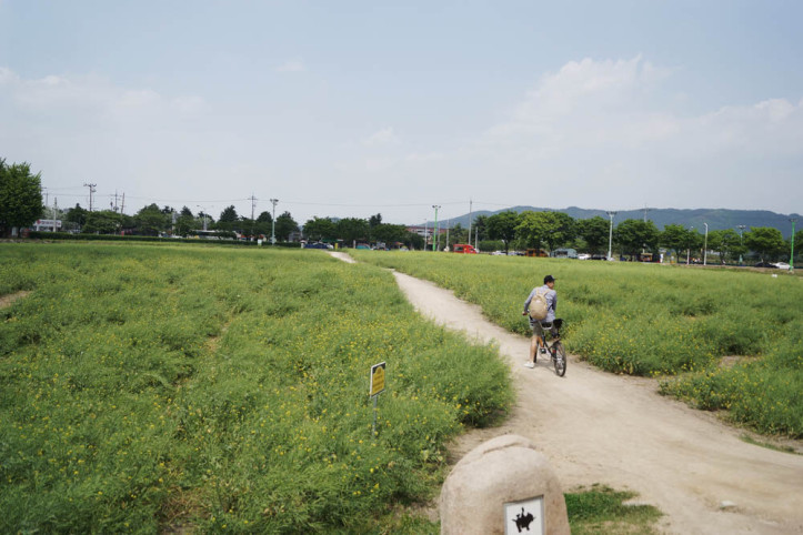 경주 동부사적지대(유채꽃단지) 여행 추천 - 메고지고