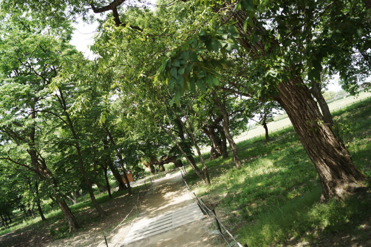 경주 계림 여행 추천 - 메고지고