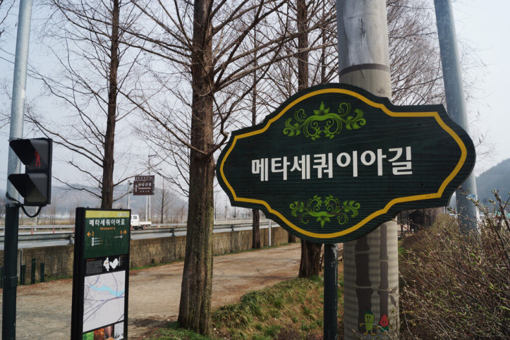 메타세쿼이아길 여행 추천 - 메고지고