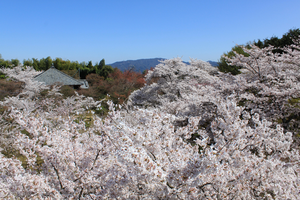 쇼렌인 사원