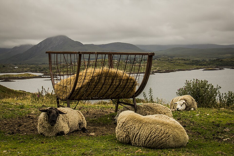 코네마라 국립공원 (Connemara National Park) 여행 추천 - 로드트립